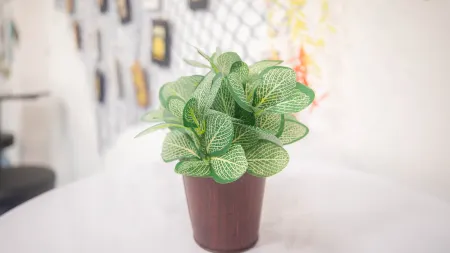 Belle Cose Guest House Phuket Отели рядом с достопримечательностью «Phuket Cobra Show and Snake Farm»