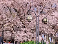 艾盛ホテル（武漢大学東湖） 羅家山周辺のホテル