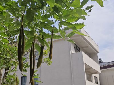 Zhaixing Courtyard