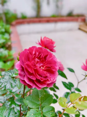 Xishi Designer Courtyard Homestay