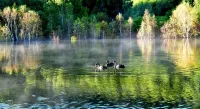 Colorful Forest Vacation Hotel