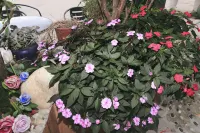 Yating Hot Springs Homestay(Mangshi Airport Store) - Hot Springs