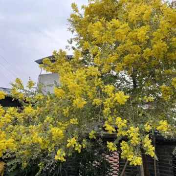 Green Heart Yard Homestay