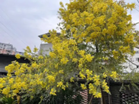 Green Heart Yard Homestay