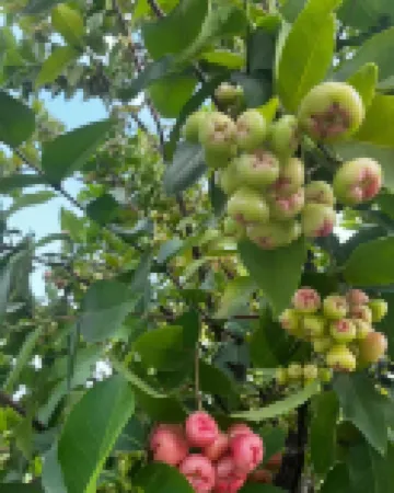 Xishuangbanna Jinghong Qianxunye Villa is a privatesingle-family villa.