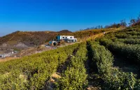 Banshan Mocui Teahouse Vacation Apartment