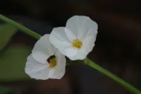 올드 크메르 하우스  호텔
