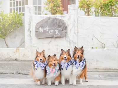 Pet Taitung Homeabout
