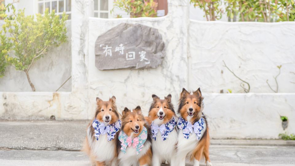 Pet Taitung Homeabout