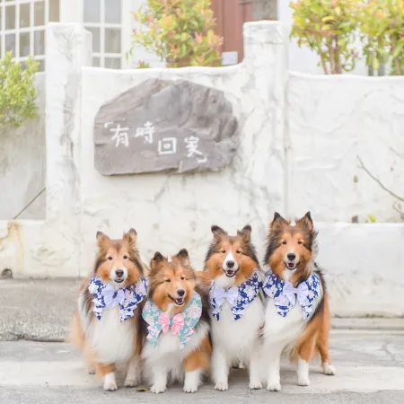 Pet Taitung Homeabout Отели в г. Тайдун