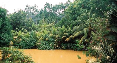 ホテルからの眺望 セピロック ジャングル リゾートの写真