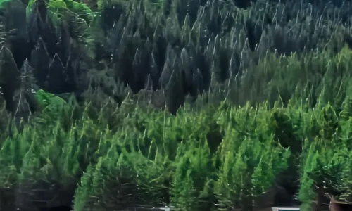 Trip.com Group Country Retreats (Womeiju Jiuzhai Forest Earth-house Joint Resort)