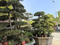 Floral Hotel·Find peace Hotel(Jingdezhen Sanbao Road Store)