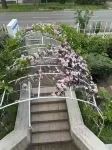 Apple guesthouse