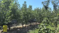 精河悅庭楠舍民宿
