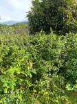 Shili Ginkgo Sushe