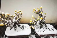 Ping'an Chinese Inn (Jingzi Pass Town)