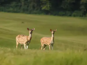 Gokarna Forest Resort