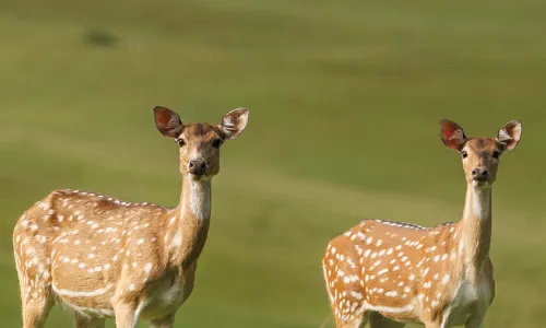 Gokarna Forest Resort