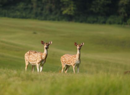 Gokarna Forest Resort