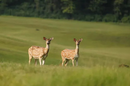 Gokarna Forest Resort