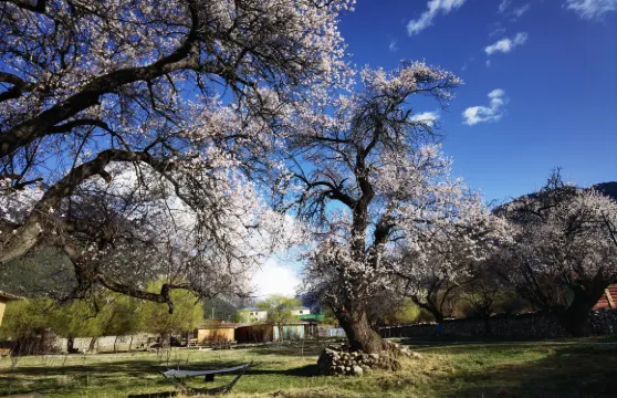 依雲若雅民宿（林芝米林機場店）