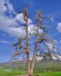 Pengyou Mountain Homestay (Baihaba New Village Store) Hotels in Habahe