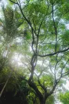 KOKYU ISHIGAKI Tida - Mountain View