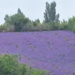 Ruxing Housing Hotel in zona Xinyi Self-Drive Campground (Sayram Lake Branch)