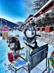 Snow Clearing Pavilion Resort Hotel (Great Stone Tablet, Snow Town China) - Gym