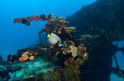 ホテル周辺 アンサナ イフル モルディブの写真