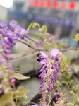陽朔雲起民宿