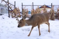 Longjiang Gaosheng Inn