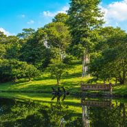 Kaisen Millennium Ancient Tree Garden (Sen LOVE Store)
