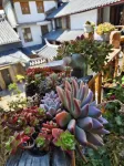 Xingxing Suxu · Snow Mountain Scenic Beauty Stay (The Old Town of Lijiang) -  อินน์