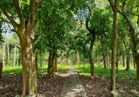 Asia-Pacific Forest Organization Jianfeng Forest Wellness and Nature Education Base - Mountain view