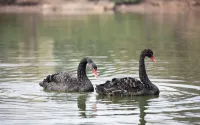 Azure Reserve Xinchang - Family