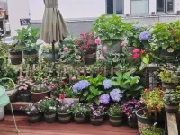 Inflorescence & Floriculture Theme Guesthouse(Yi County Old Town) Nvshen Chongsi Memorial Archway 주변 호텔