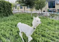 Kuitun Guochen Jiayuan Homestay