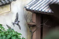 Xiyuan Homestay (Weishan Ancient City) 선산 문묘 주변 호텔