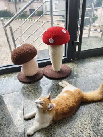 JUN YUE Hotel(Abuja Conference Center Branch · Chinese-friendly ) Khu vực công cộng Photos