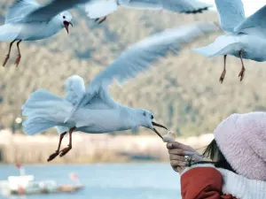 昆明滇池融創施柏閣酒店