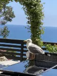 Eden Sea Cannes-Sea View Terrace Villa - Villas