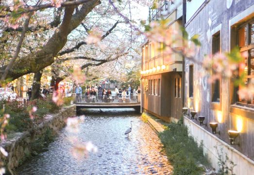 2. 트레블로지 교토..