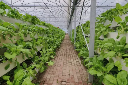 Gujing Hotel Homestay Отели в г. Сишуй