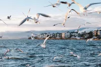壱席海・THE Lake Viewオーシャンビュー民宿（大理洱海） - カップル