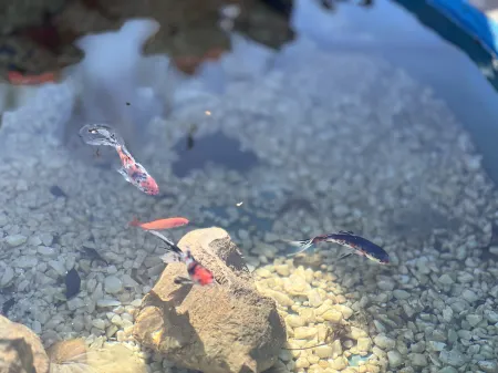 Zhuoji Shanshui Homestay Отели рядом с достопримечательностью «Sichuanlugu Lake Scenic Area»