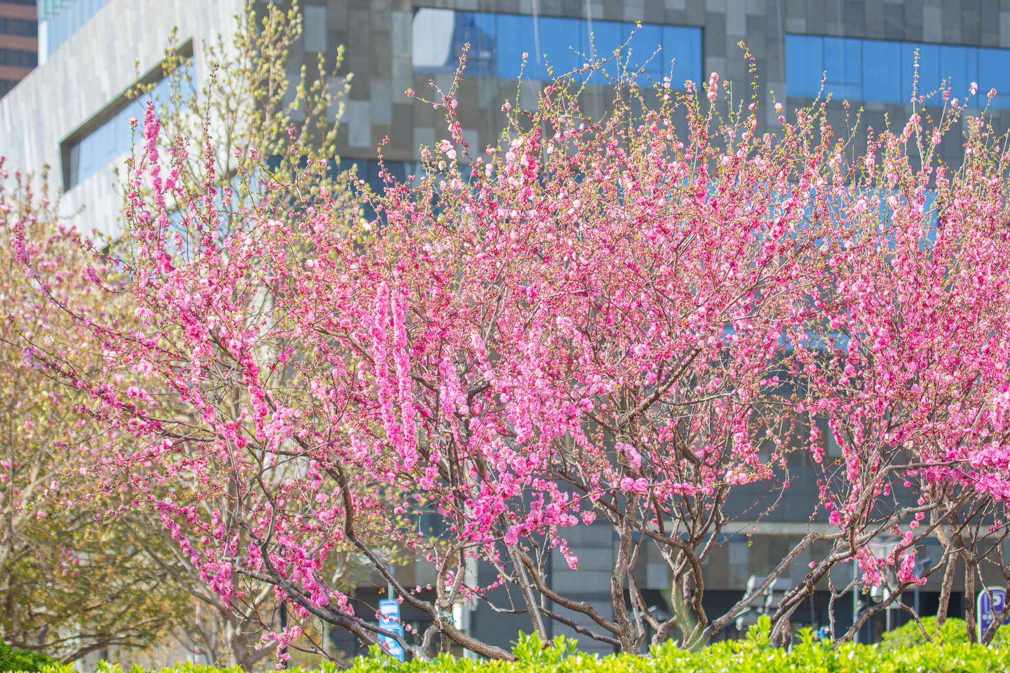 The Westin Beijing ChaoyangOver view