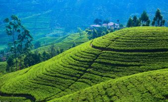 Villa Tea Fields