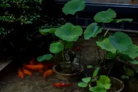 Hongcun xiyunpan moon • holiday selected Huizhou century famous house art B & B